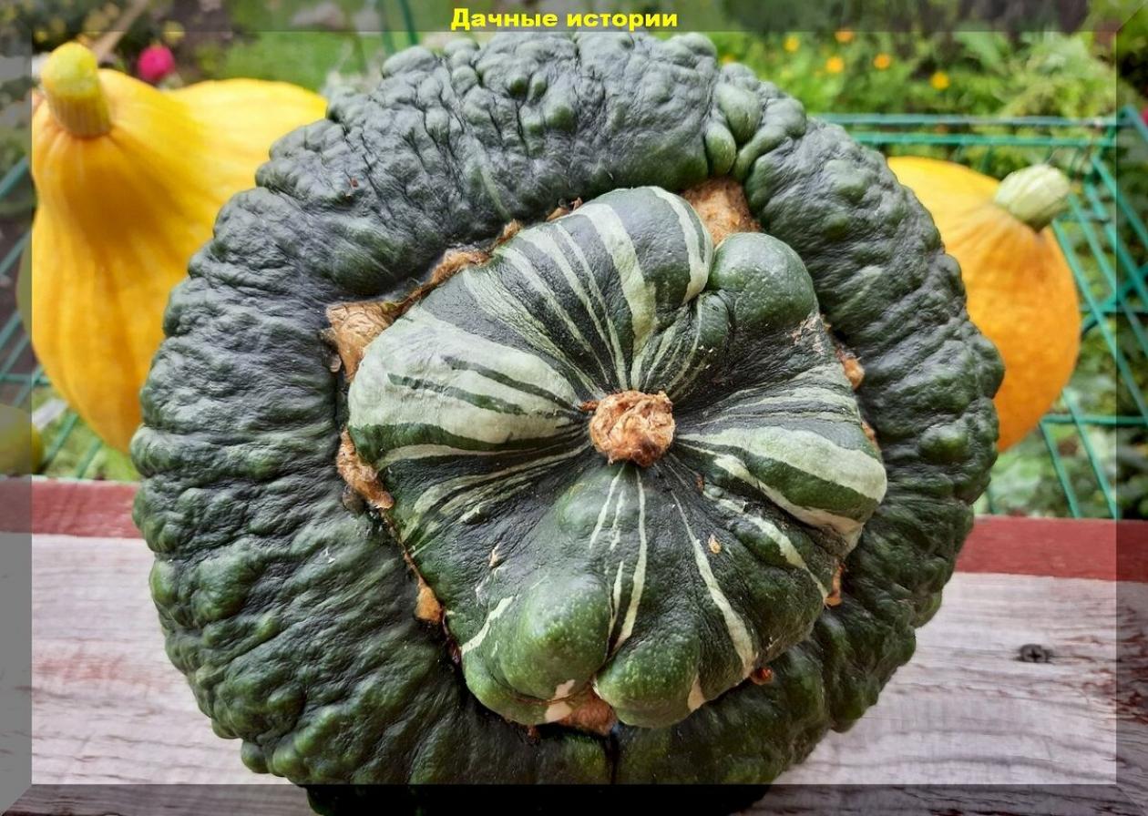 Тыква Марина из Киоджа 4