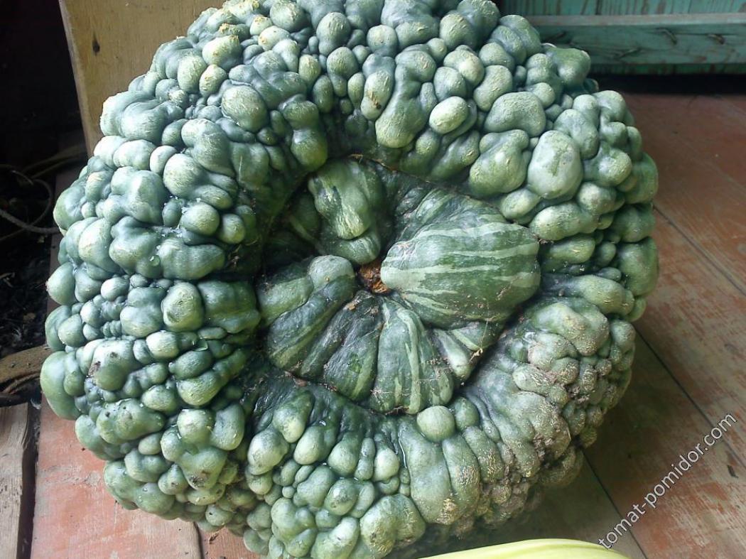 Тыква Марина из Киоджа 6