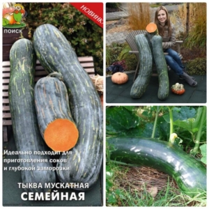 Тыква Семейная