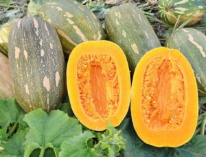 Тыква Витаминная