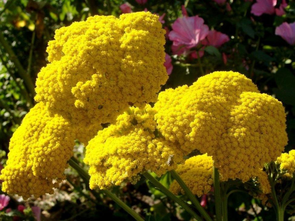 Тысячелистник Коронейшн Голд (Coronation Gold)