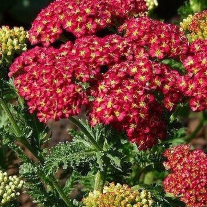 Тысячелистник Вишневая королева 3