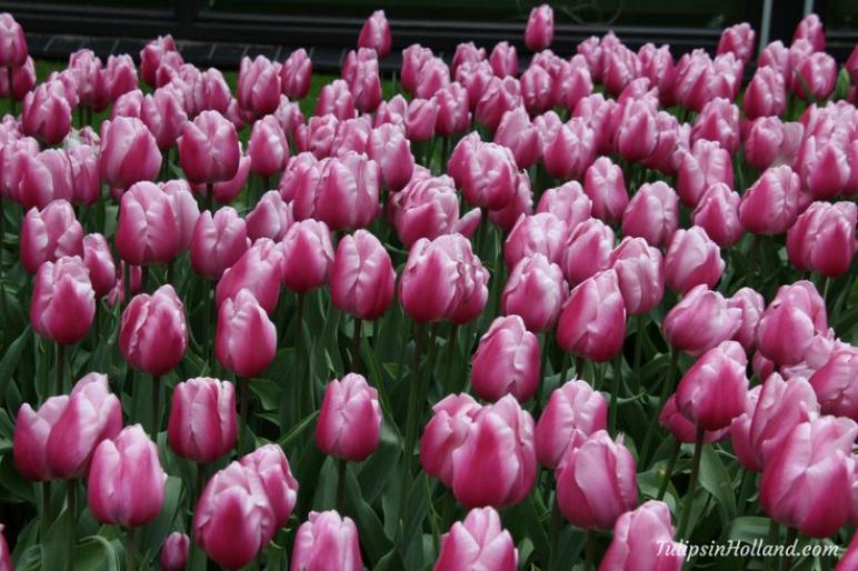 Тюльпаны Аафке (Афке) 3