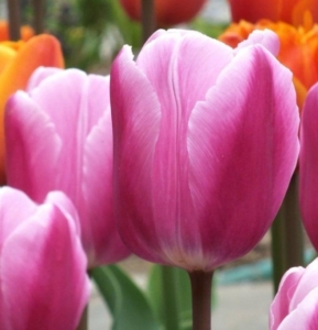 Тюльпаны Аафке (Афке)