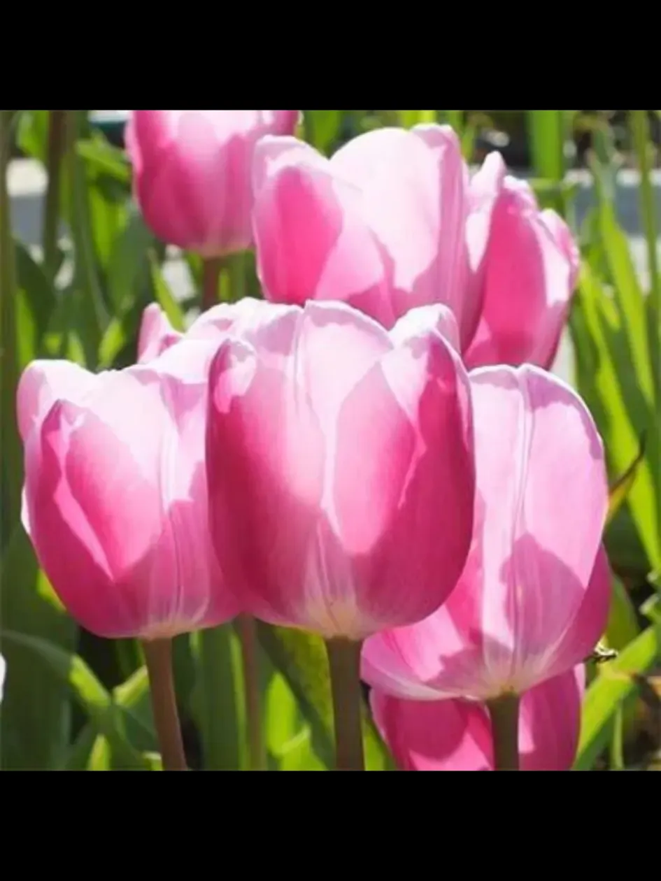 Тюльпаны Аафке (Афке) 2