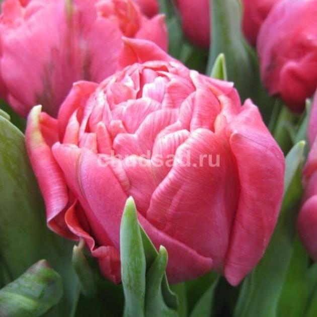 Тюльпаны Адоре