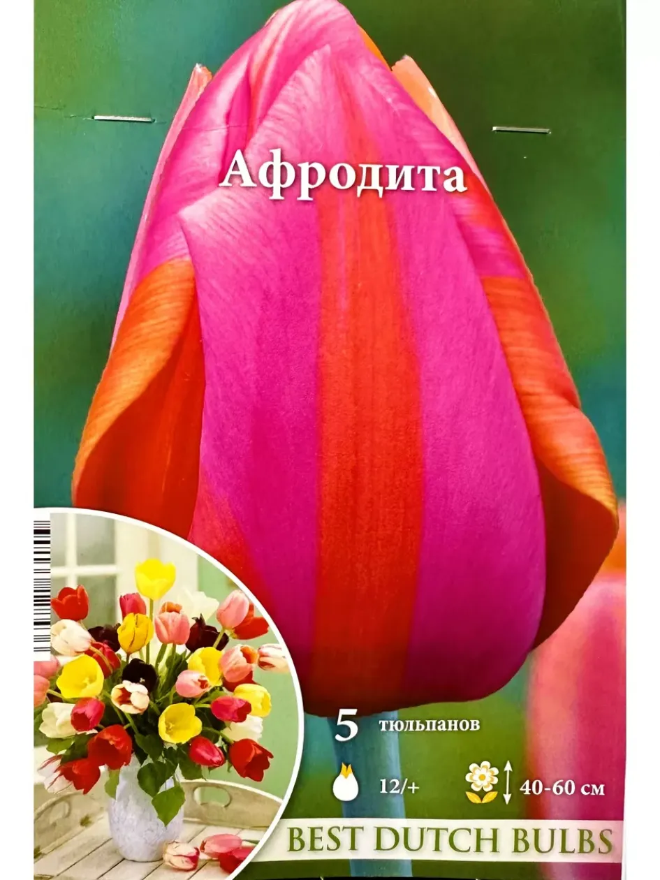 Тюльпаны Афродита 2