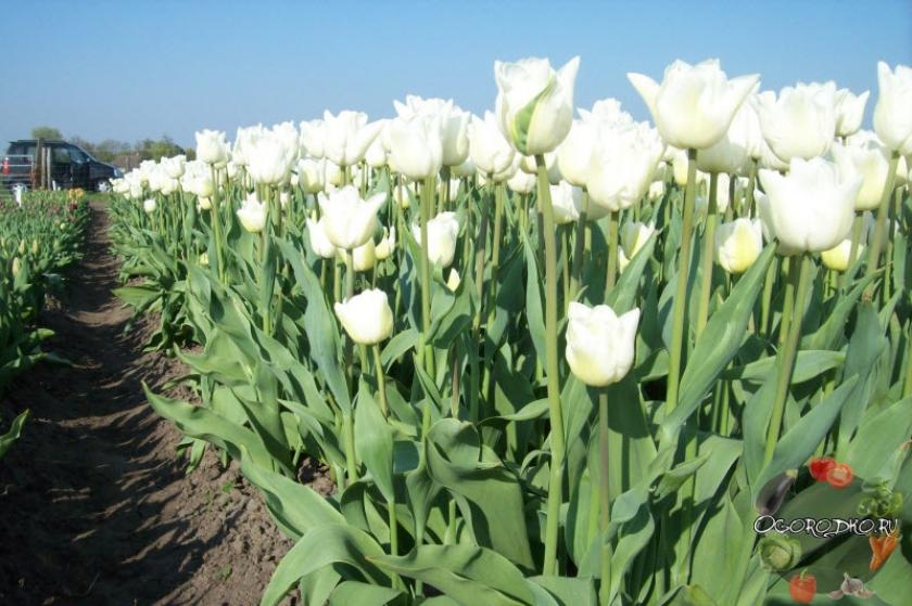 Тюльпаны Альбатрос