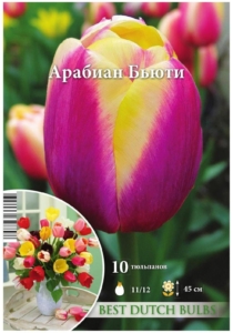 Тюльпаны Арабиан Бьюти