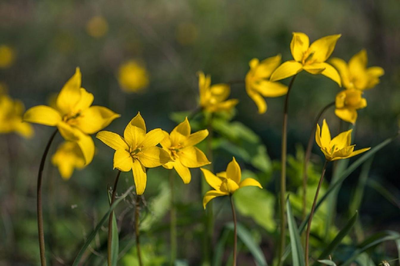 Тюльпаны Биберштейна (Тюльпан дубравный) 2
