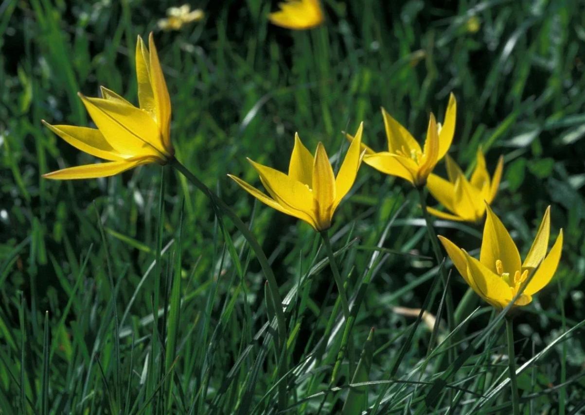 Тюльпаны Биберштейна (Тюльпан дубравный) 4