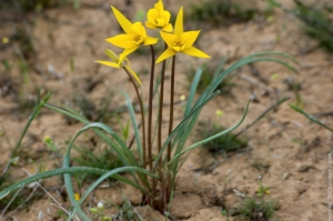 Тюльпаны Биберштейна (Тюльпан дубравный)