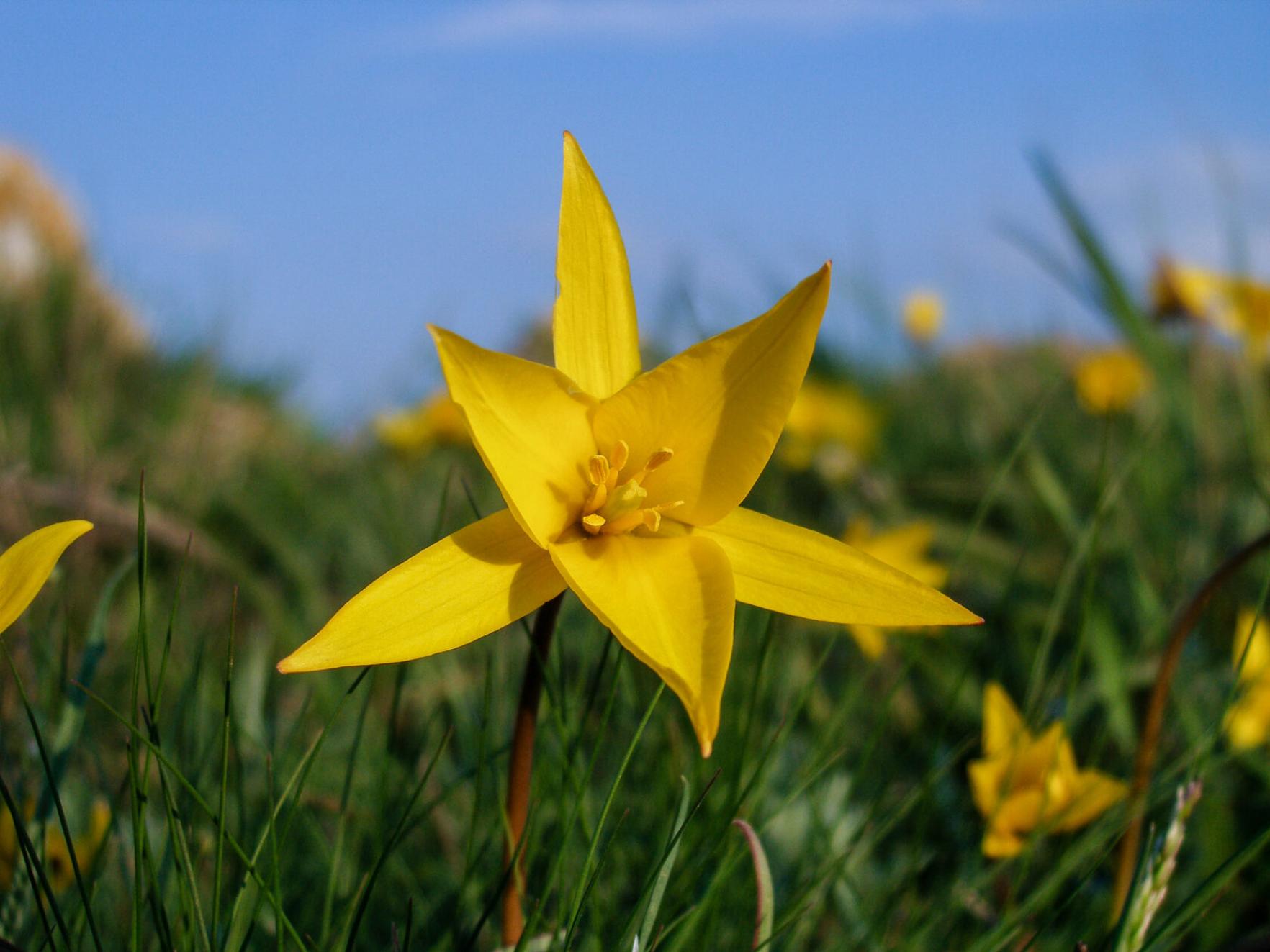 Тюльпаны Биберштейна (Тюльпан дубравный) 5