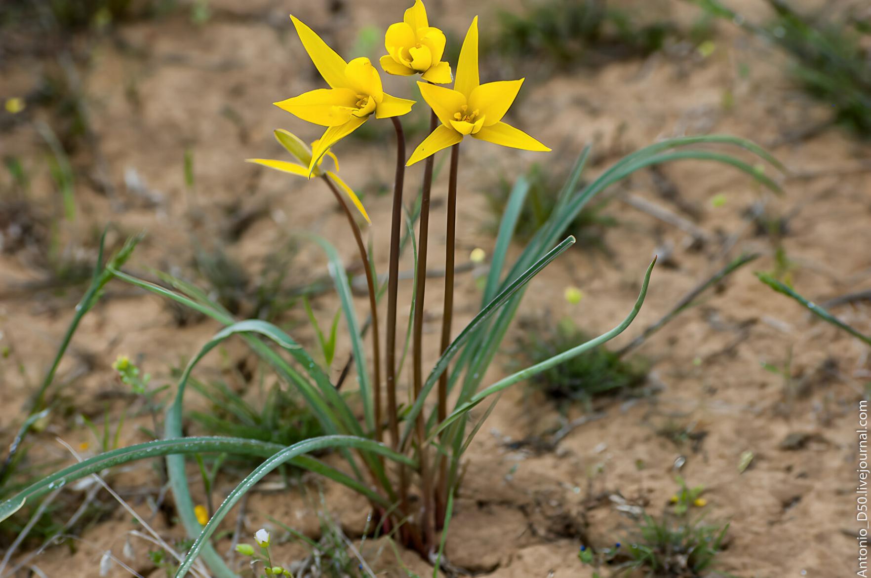 Тюльпаны Биберштейна (Тюльпан дубравный)