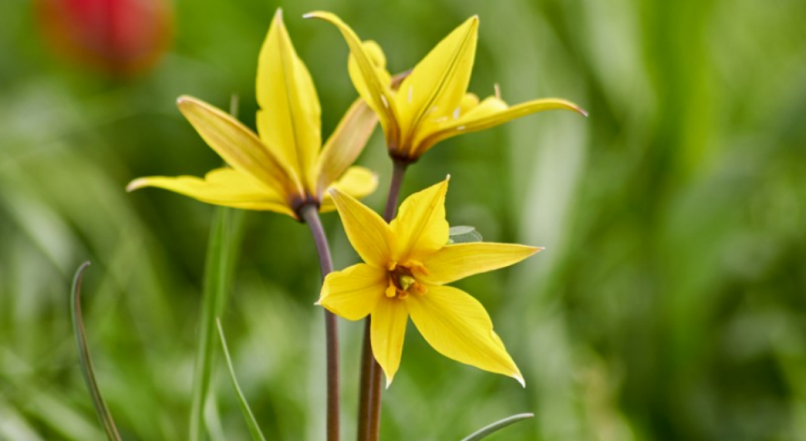 Тюльпаны Биберштейна (Тюльпан дубравный) 6