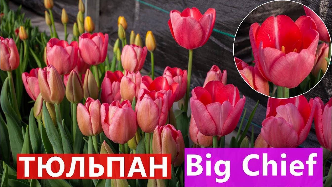 Тюльпаны Биг Чиф 5