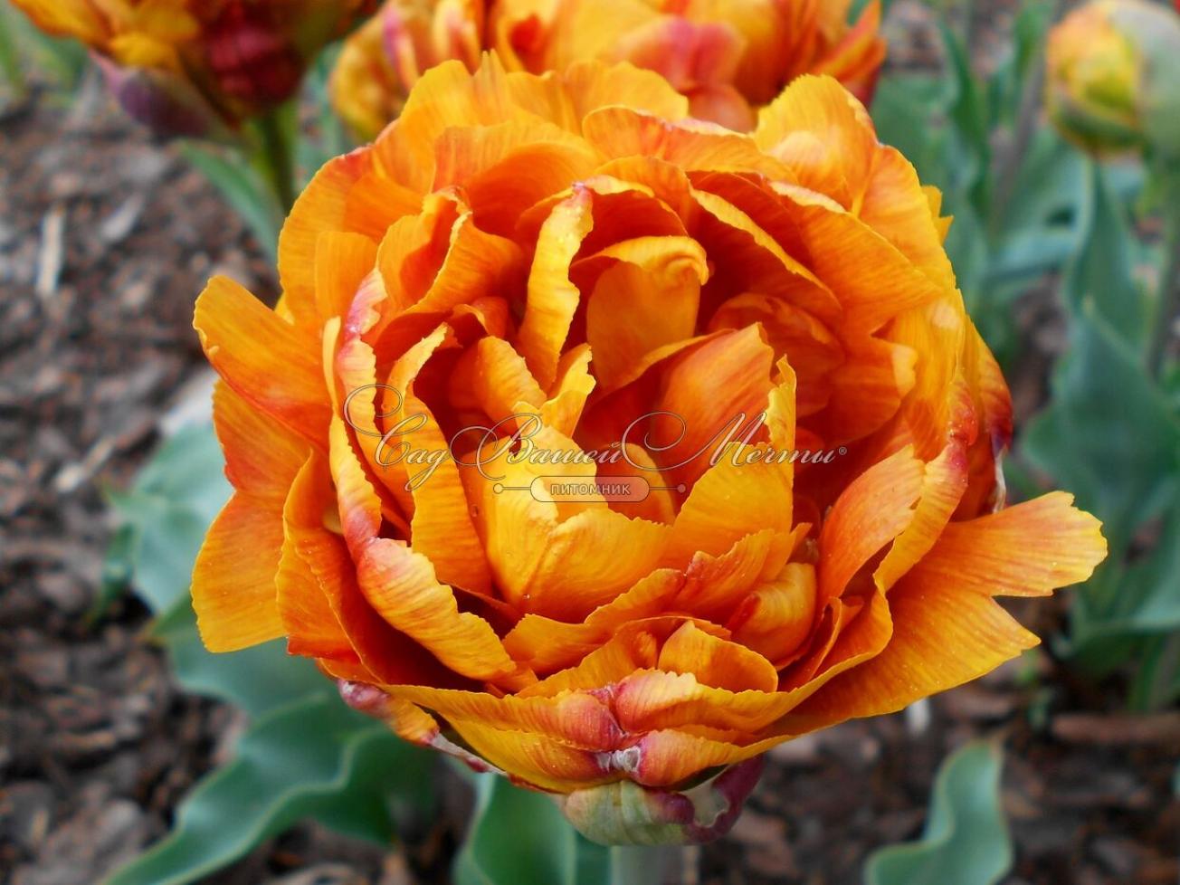 Тюльпаны Брауни (Brownie) 3