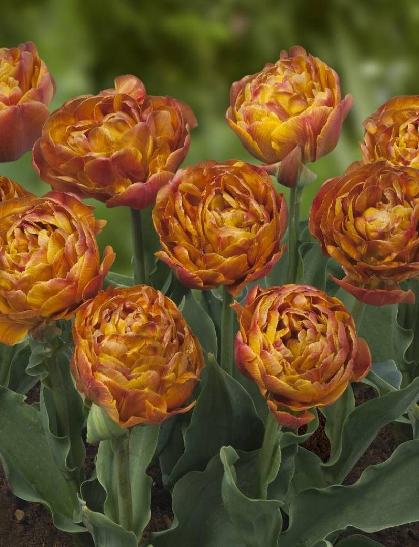 Тюльпаны Брауни (Brownie) 4