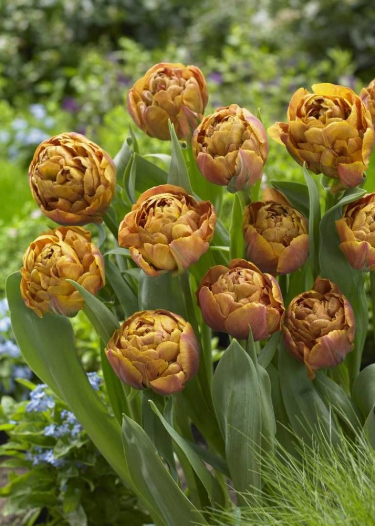 Тюльпаны Брауни (Brownie) 6