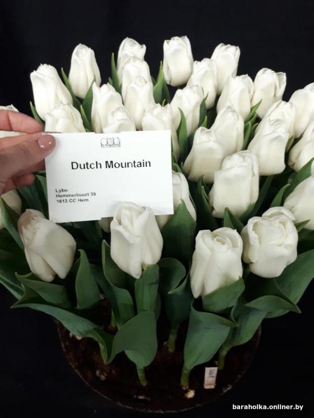 Тюльпаны Датч Маунтин (Dutch Mountain) 2