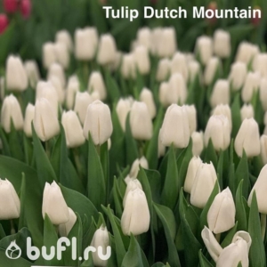 Тюльпаны Датч Маунтин (Dutch Mountain)