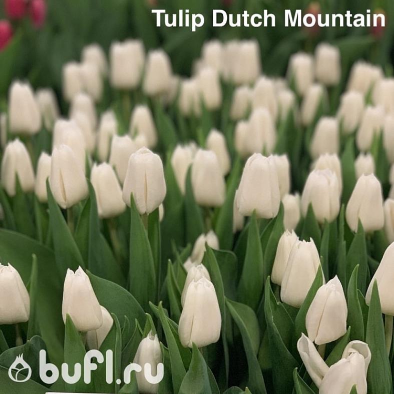 Тюльпаны Датч Маунтин (Dutch Mountain)