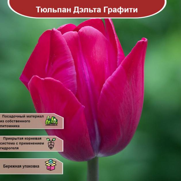 Тюльпаны Дельта Граффити 3