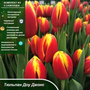 Тюльпаны Доу Джонс