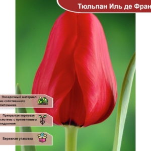 Тюльпаны Иль де Франс