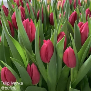 Тюльпаны Иванка