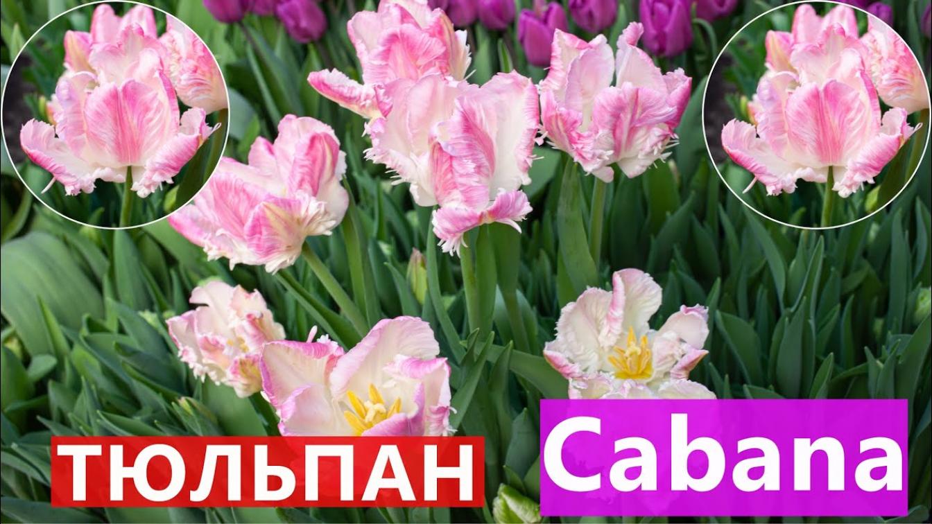 Тюльпаны Кабанна 4