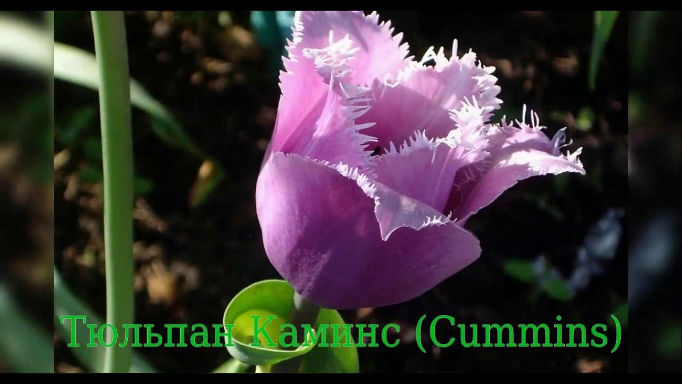 Тюльпаны Камминс 4