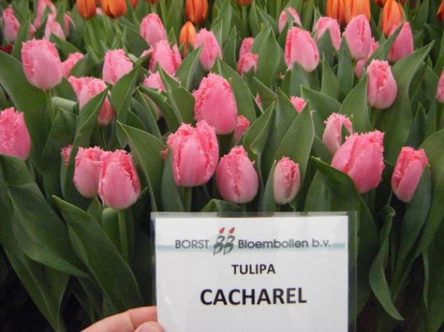 Тюльпаны Кашарель 2