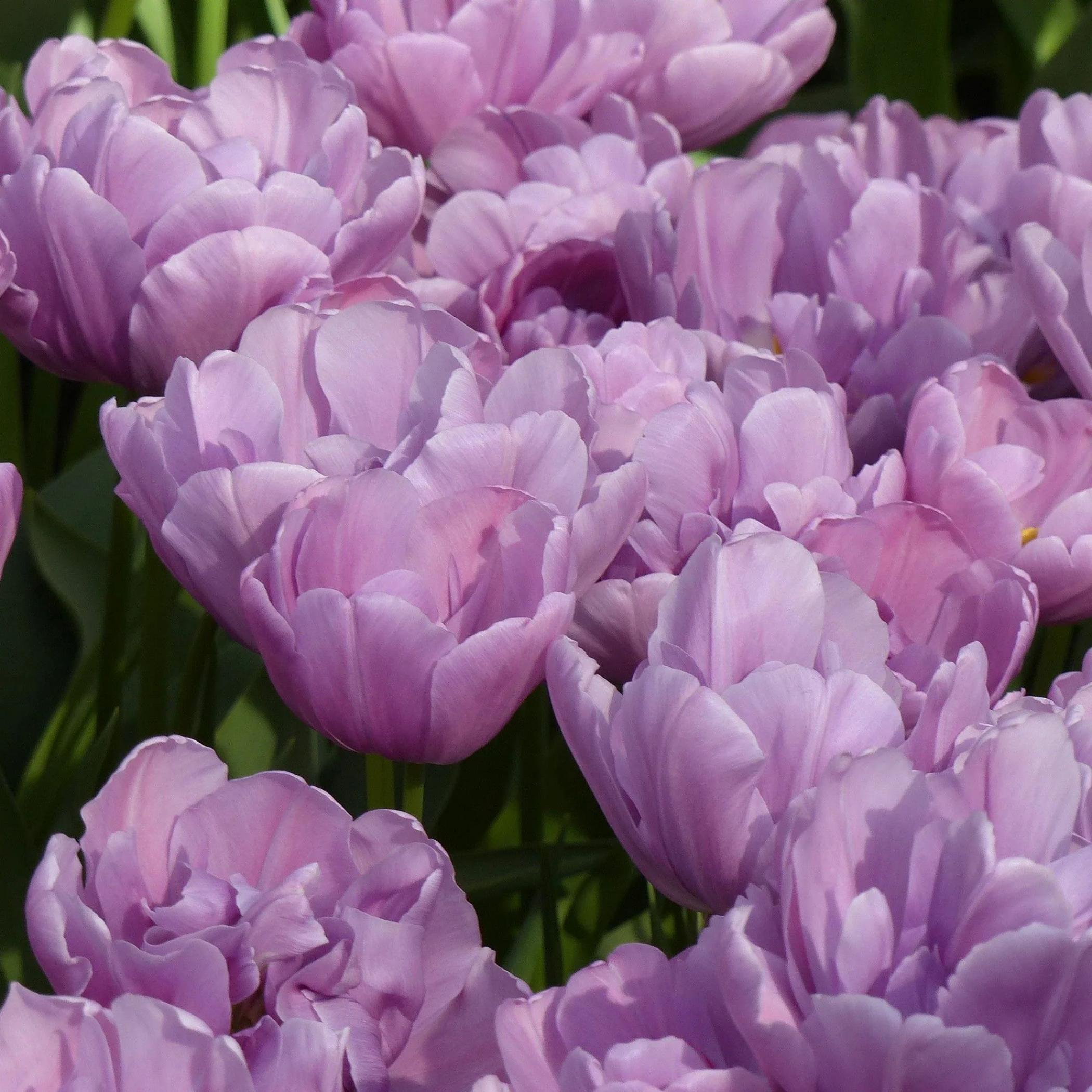 Тюльпаны Катинка (Катенька) 3