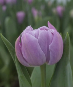 Тюльпаны Катинка (Катенька)