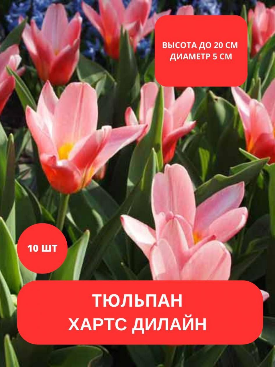 Тюльпаны Хартс Делайт 4