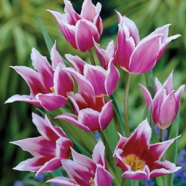 Тюльпаны Клаудия (Клавдия) 3