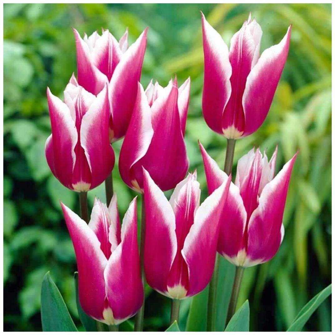 Тюльпаны Клаудия (Клавдия) 5