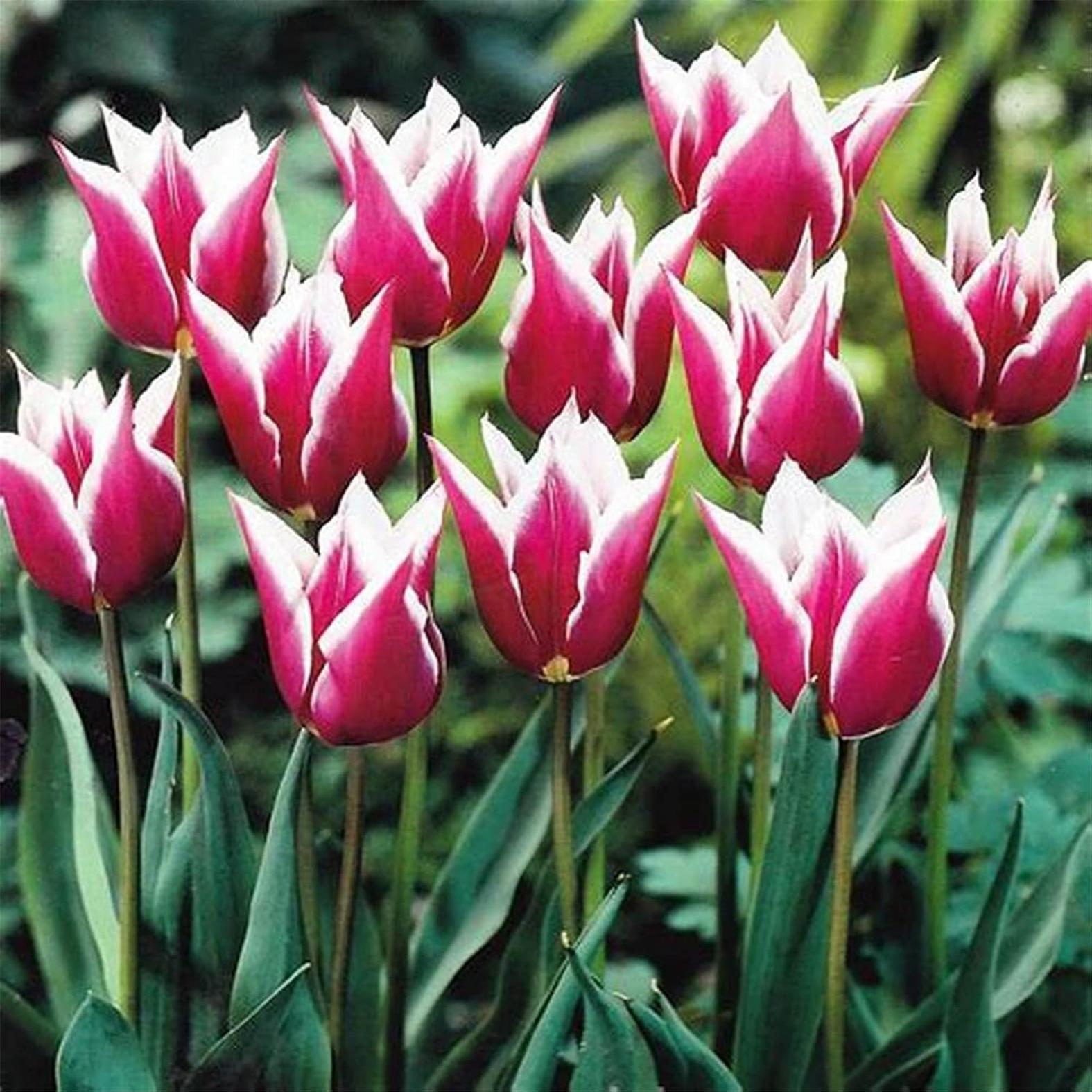 Тюльпаны Клаудия (Клавдия) 6