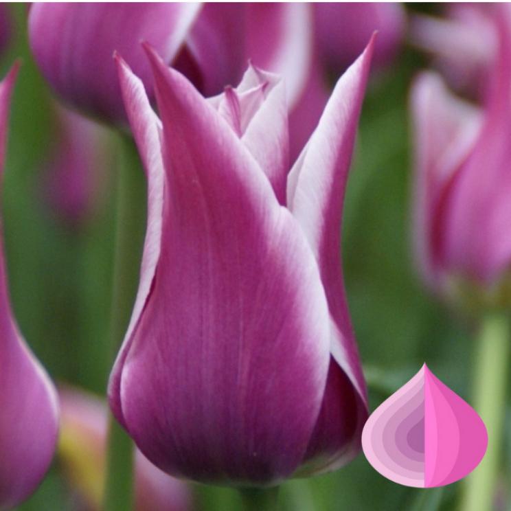 Тюльпаны Клаудия (Клавдия)