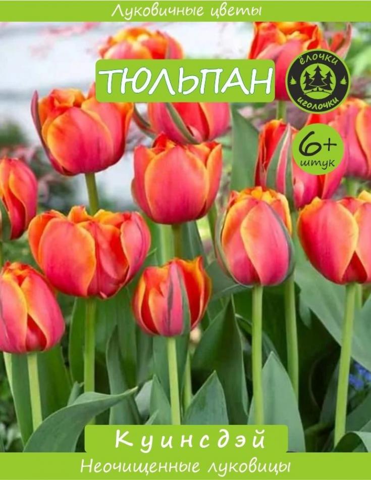 Тюльпаны Квинсдей 6