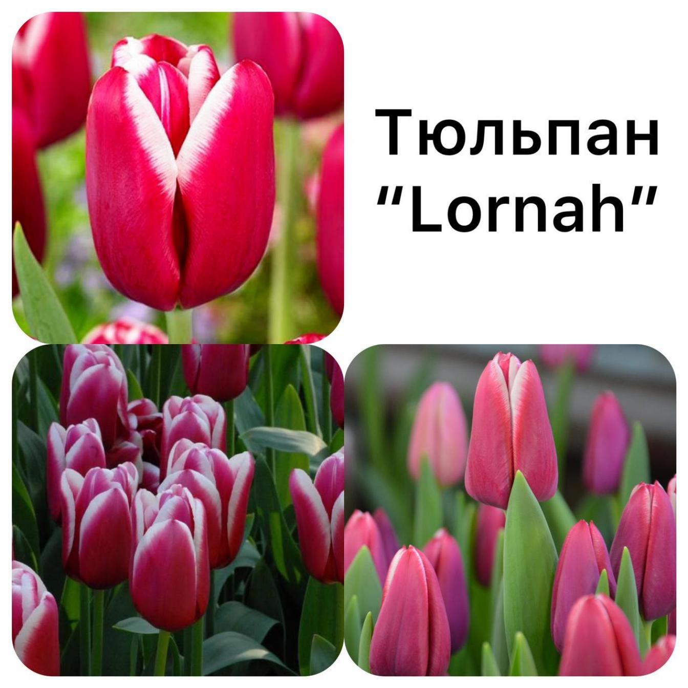 Тюльпаны Лорнах (Лорна) 2