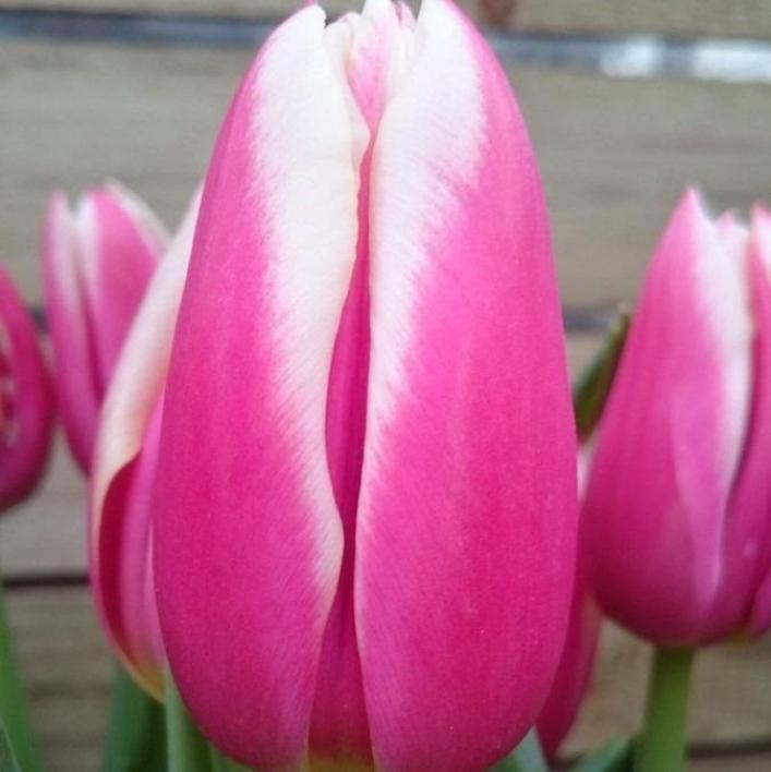 Тюльпаны Лорнах (Лорна)