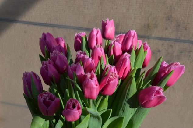 Тюльпаны Лувр 3