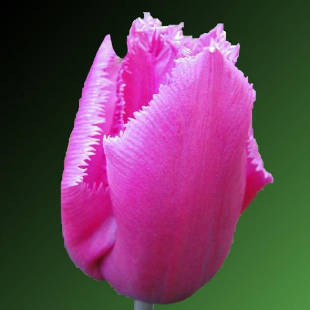 Тюльпаны Лувр 4