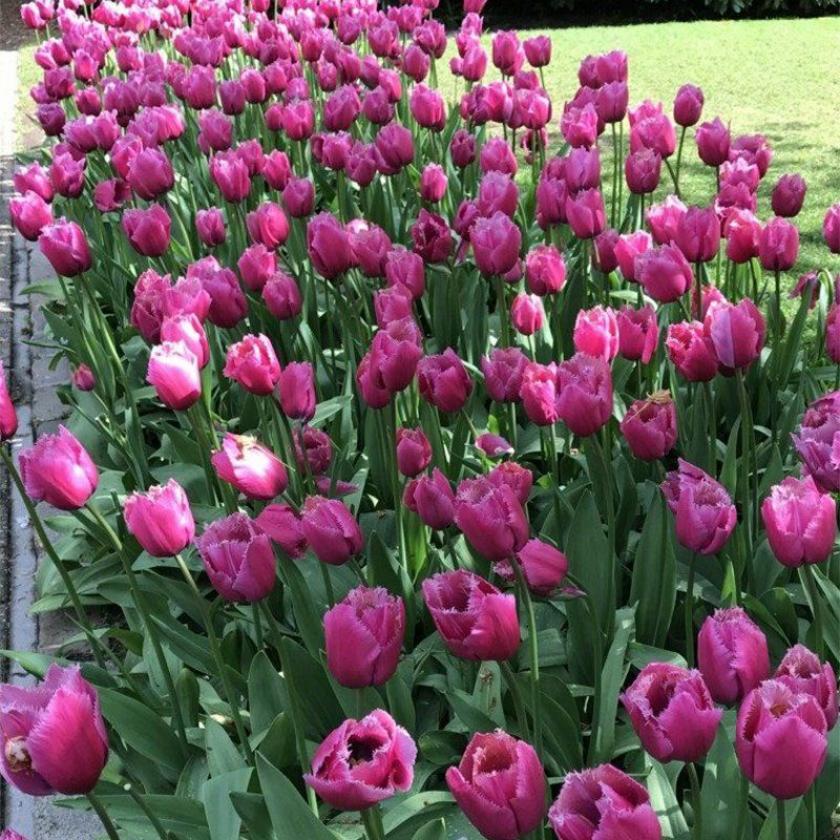 Тюльпаны Лувр 7