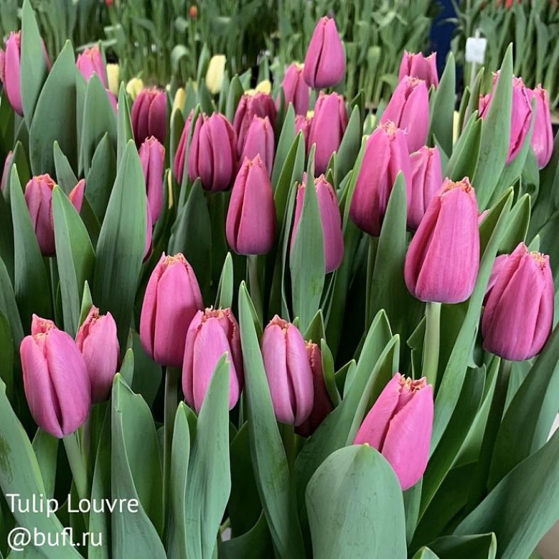 Тюльпаны Лувр