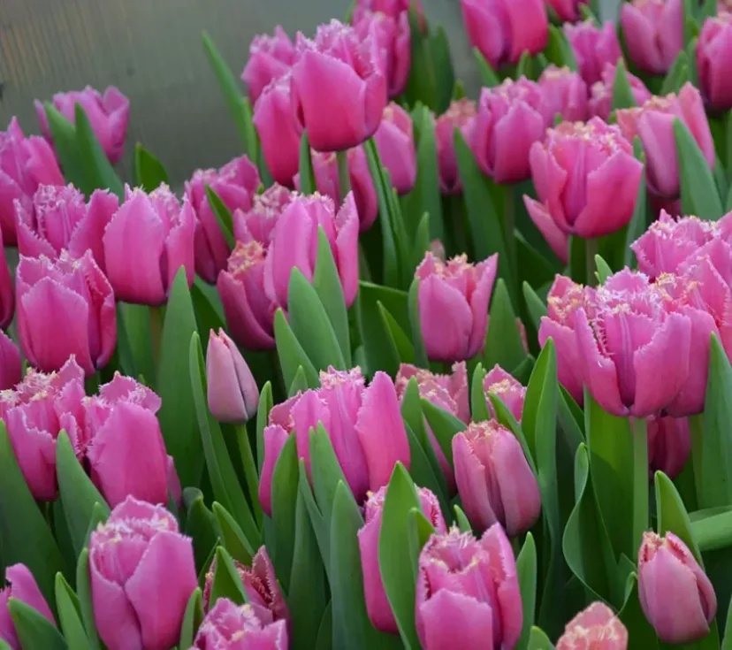 Тюльпаны Лувр 2