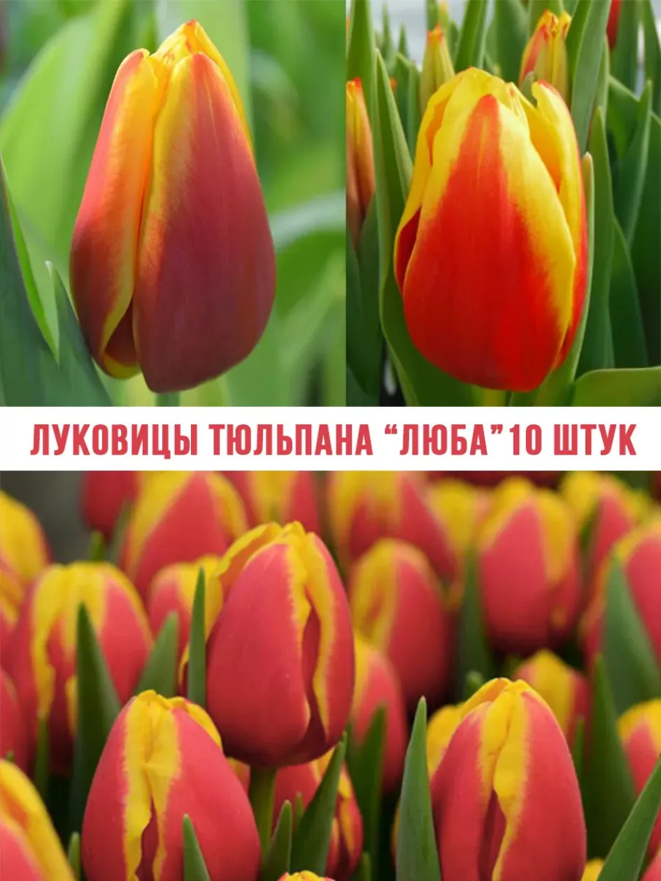 Тюльпаны Люба 4