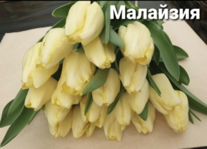 Тюльпаны Малайзия
